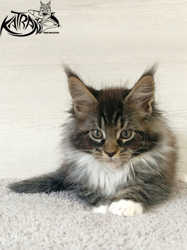 Katran Fleur - Кошеня мейн-кун 2 місяця