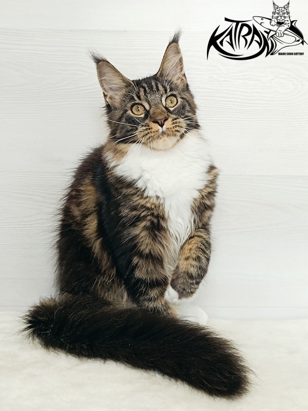 Katran Fleur - Кошеня мейн-кун 5,5 місяців