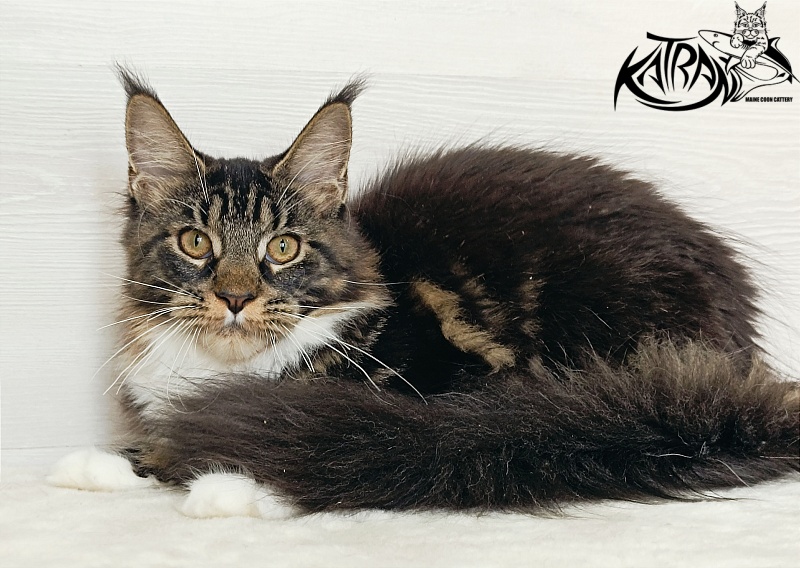 Katran Fleur - Кошеня мейн-кун 5,5 місяців