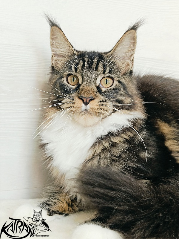 Katran Fleur - Кошеня мейн-кун 5,5 місяців