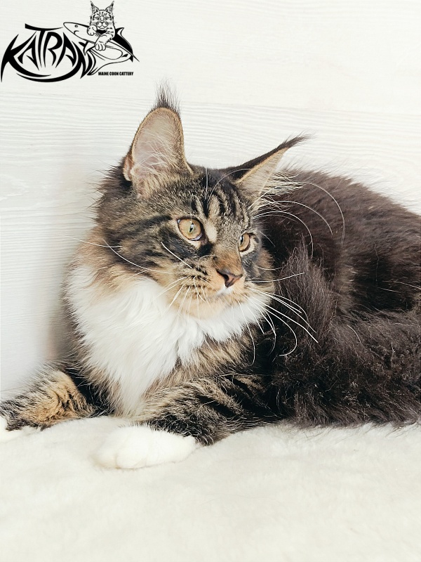 Katran Fleur - Кошеня мейн-кун 5,5 місяців
