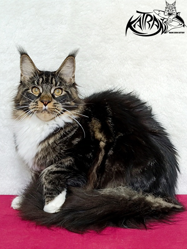 Katran Fleur - Юніор мейн-кун 7 місяців