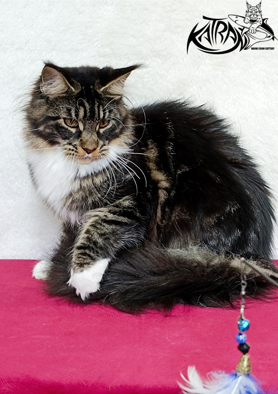 Katran Fleur - Юніор мейн-кун 7 місяців