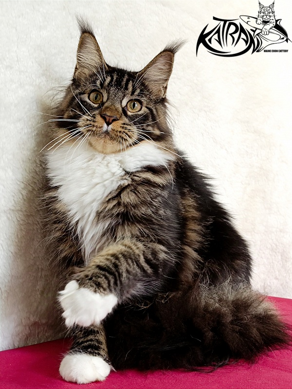 Katran Fleur - Юніор мейн-кун 7 місяців