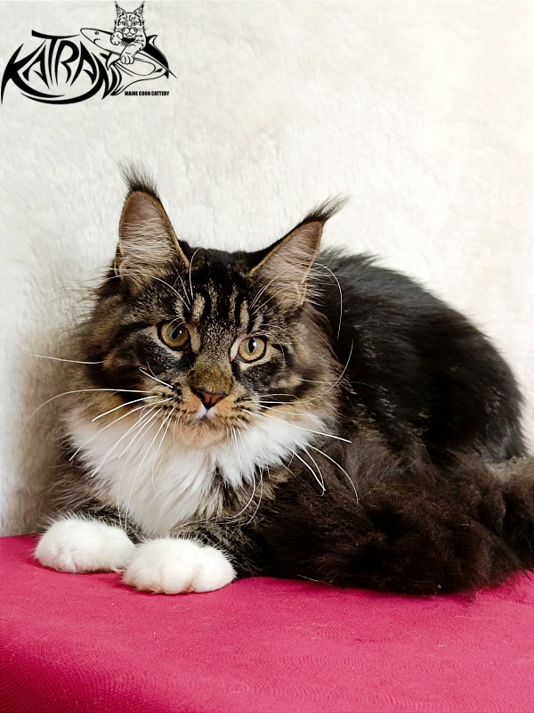 Katran Fleur - Юніор мейн-кун 7 місяців