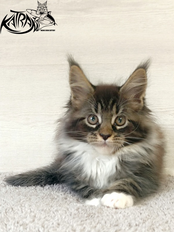 Katran Fleur - Кошеня мейн-кун 2 місяця