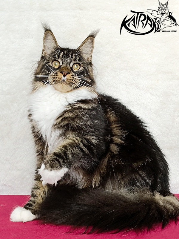 Katran Fleur - Юніор мейн-кун 7 місяців