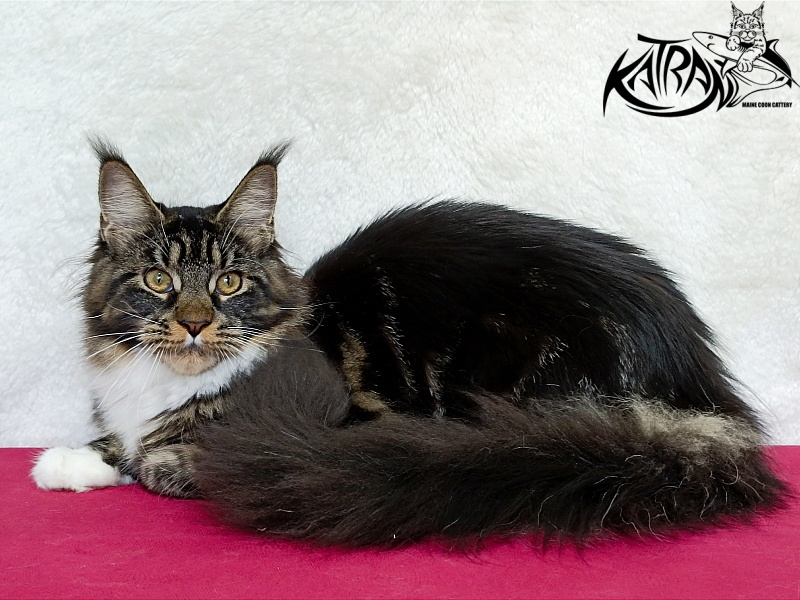 Katran Fleur - Юніор мейн-кун 7 місяців