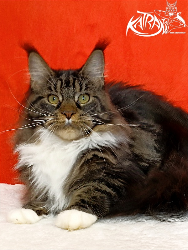 Katran Fleur - Юніор мейн-кун 9 місяців