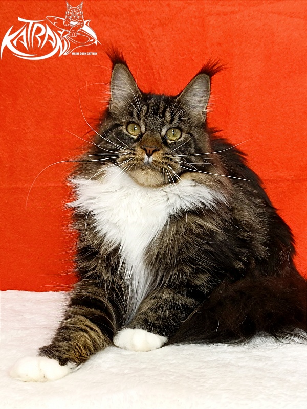 Katran Fleur - Юніор мейн-кун 9 місяців