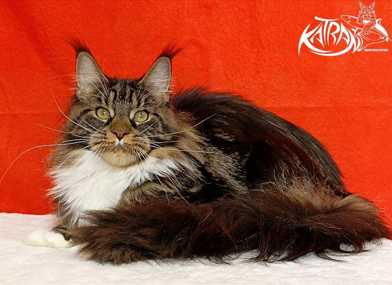 Katran Fleur - Юніор мейн-кун 9 місяців