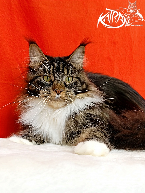 Katran Fleur - Юніор мейн-кун 9 місяців