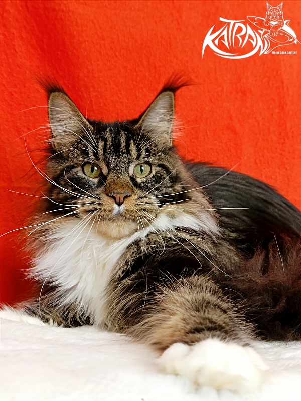 Katran Fleur - Юніор мейн-кун 9 місяців