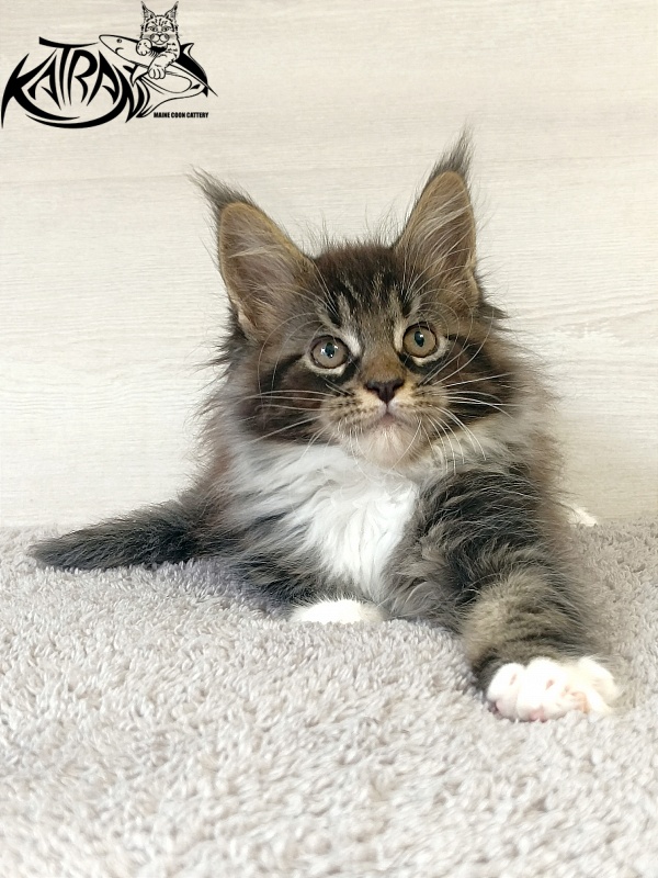 Katran Fleur - Кошеня мейн-кун 2 місяця