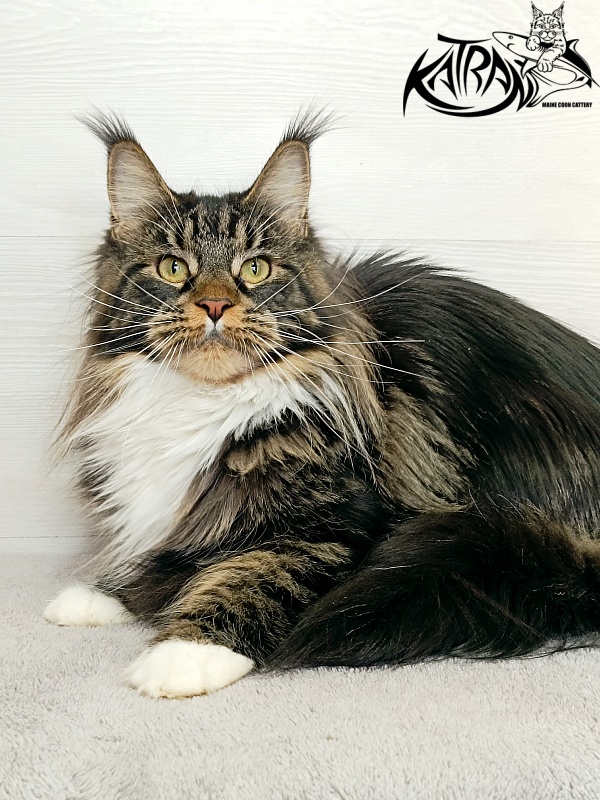 Katran Fleur - Дорослий мейн-кун 10 місяців 4 тижні