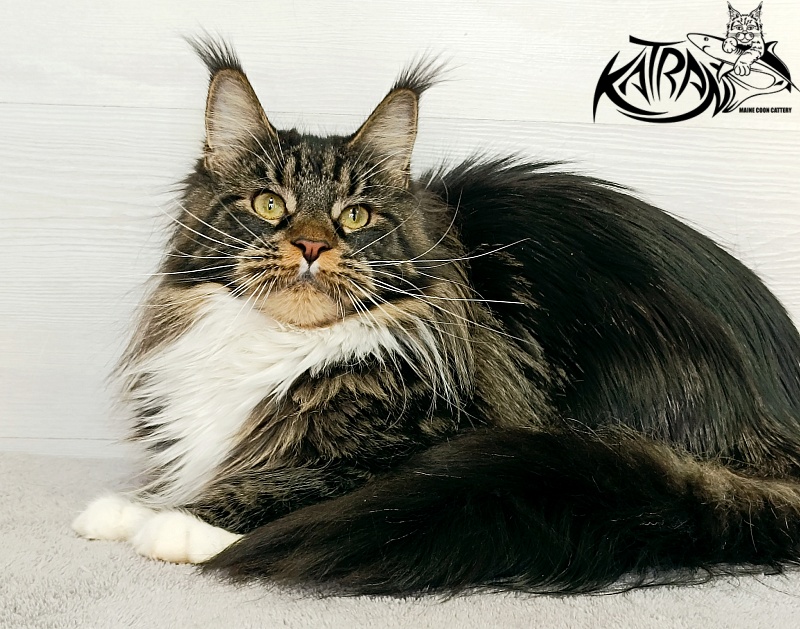 Katran Fleur - Дорослий мейн-кун 10 місяців 4 тижні