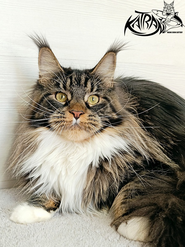 Katran Fleur - Дорослий мейн-кун 10 місяців 4 тижні