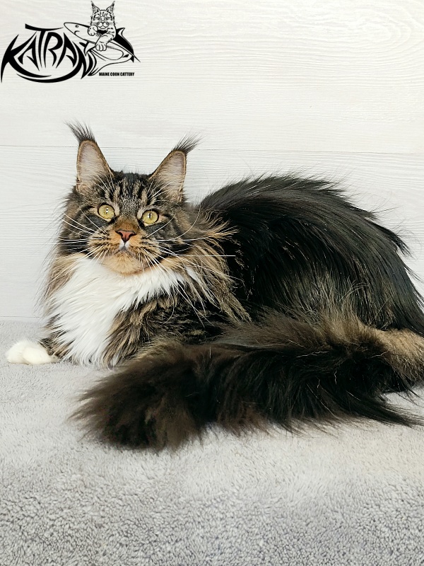 Katran Fleur - Дорослий мейн-кун 10 місяців 4 тижні