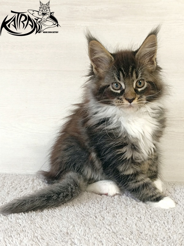Katran Fleur - Кошеня мейн-кун 2 місяця