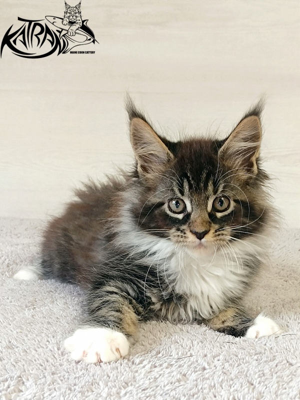 Katran Fleur - Кошеня мейн-кун 2 місяця