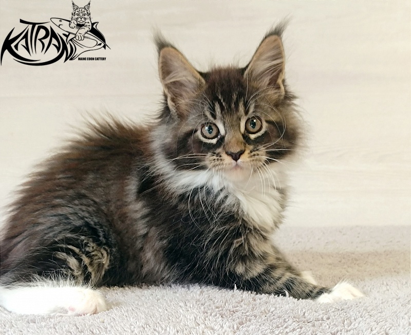 Katran Fleur - Кошеня мейн-кун 2 місяця