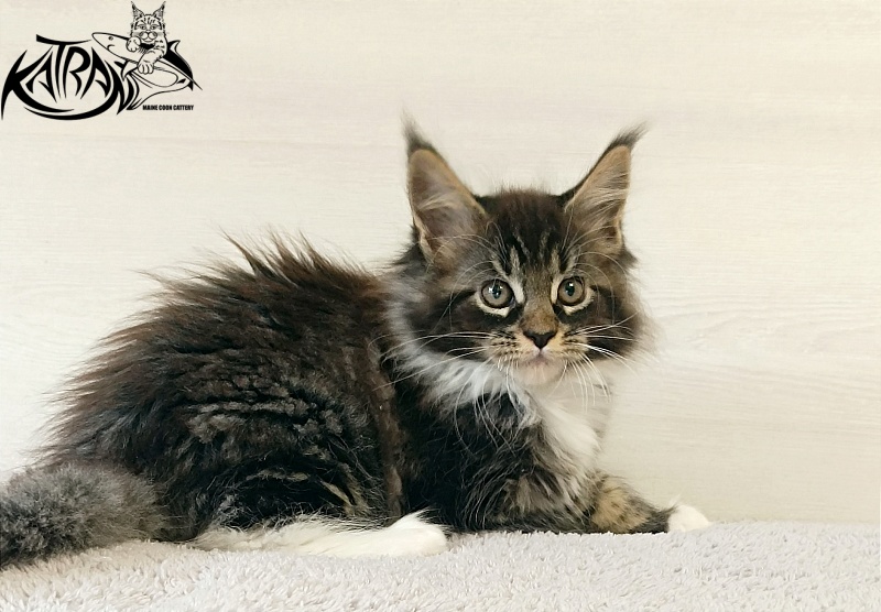 Katran Fleur - Кошеня мейн-кун 2 місяця