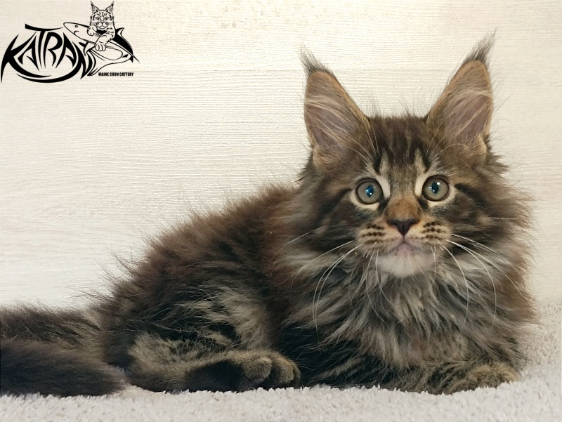 Katran Forest - Кошеня мейн-кун 2 місяця