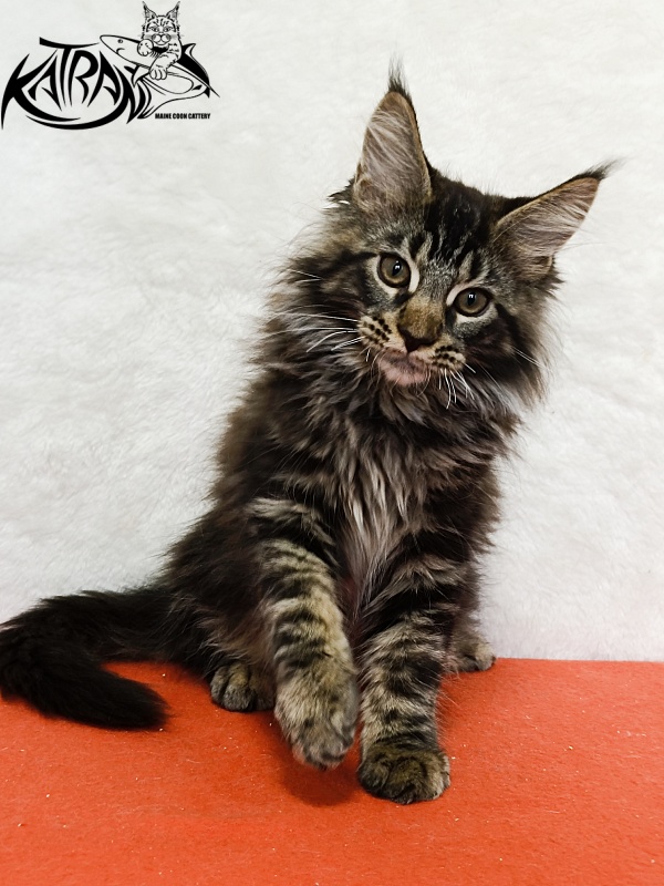 Katran Forest - Кошеня мейн-кун 3 місяця 1,5 тиждень