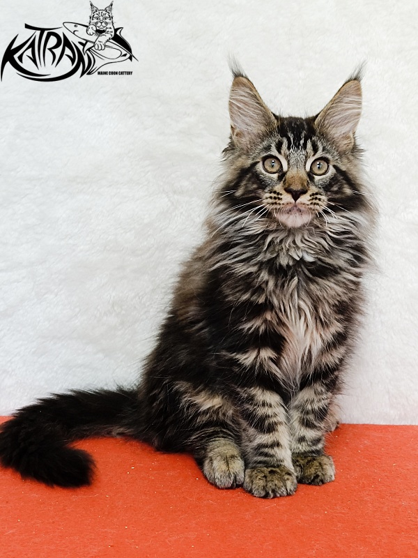 Katran Forest - Кошеня мейн-кун 3 місяця 1,5 тиждень