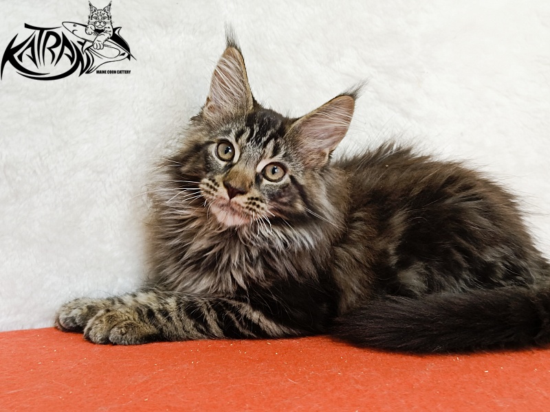 Katran Forest - Кошеня мейн-кун 3 місяця 1,5 тиждень