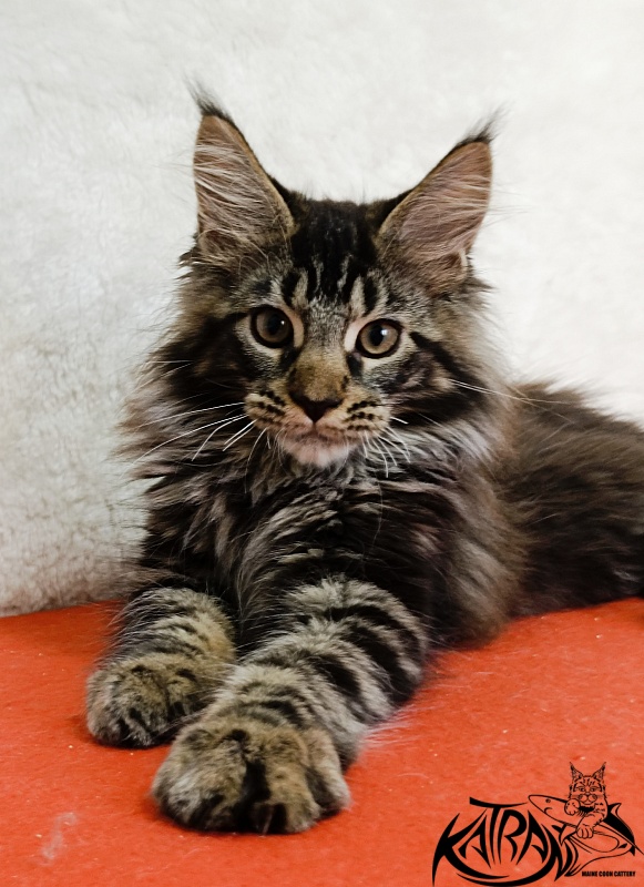 Katran Forest - Кошеня мейн-кун 3 місяця 1,5 тиждень