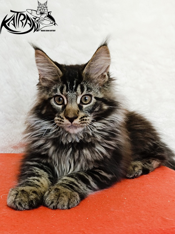 Katran Forest - Кошеня мейн-кун 3 місяця 1,5 тиждень