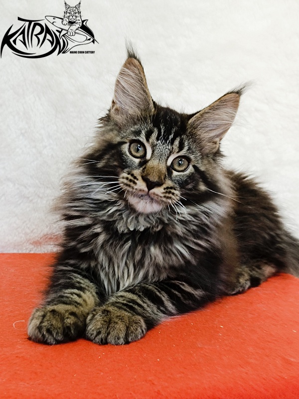 Katran Forest - Кошеня мейн-кун 3 місяця 1,5 тиждень