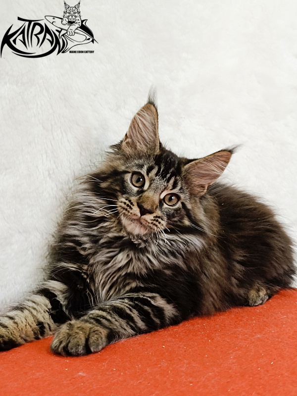 Katran Forest - Кошеня мейн-кун 3 місяця 1,5 тиждень