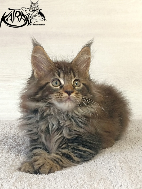 Katran Forest - Кошеня мейн-кун 2 місяця