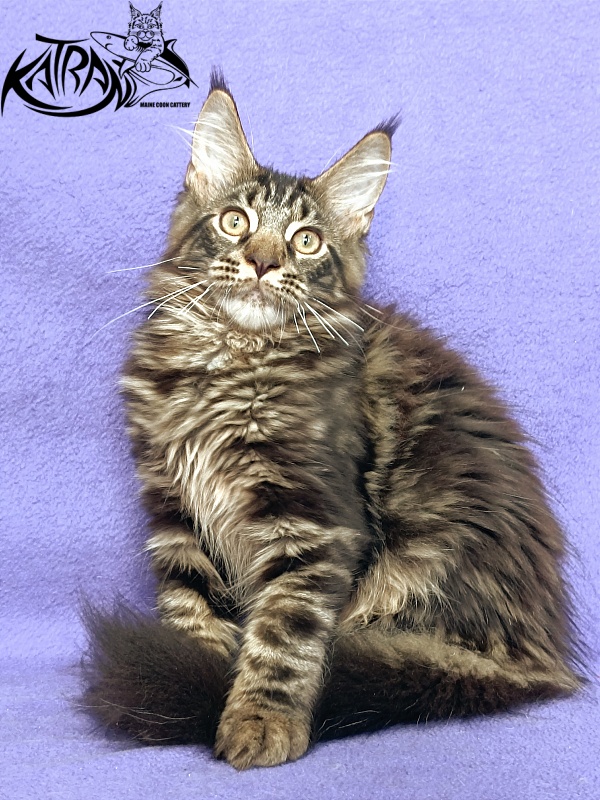 Katran Forest - Кошеня мейн-кун 4 місяця