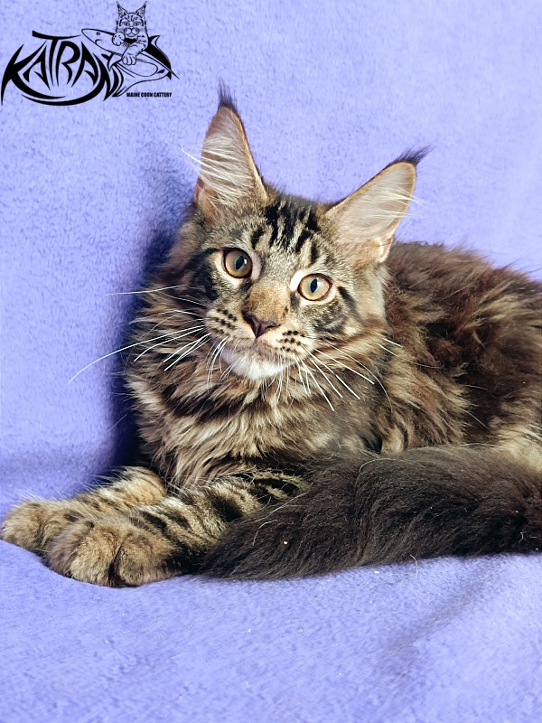 Katran Forest - Кошеня мейн-кун 4 місяця