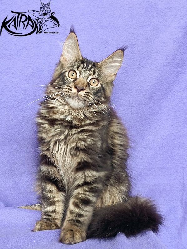 Katran Forest - Кошеня мейн-кун 4 місяця