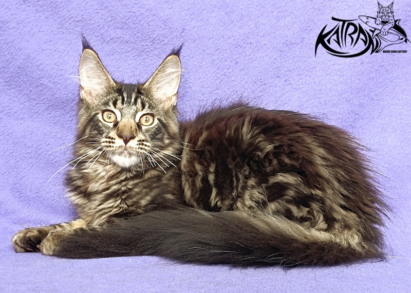 Katran Forest - Кошеня мейн-кун 4 місяця