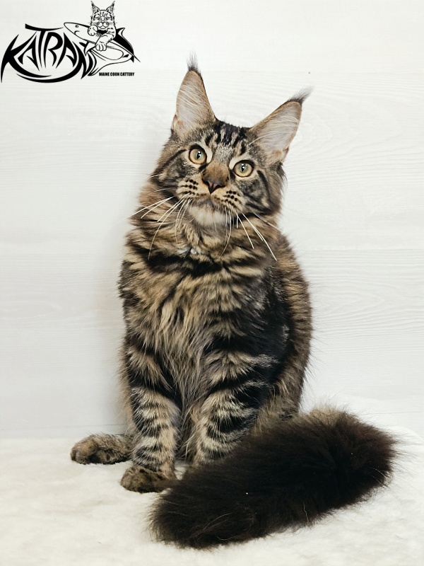 Katran Forest - Кошеня мейн-кун 5,5 місяців