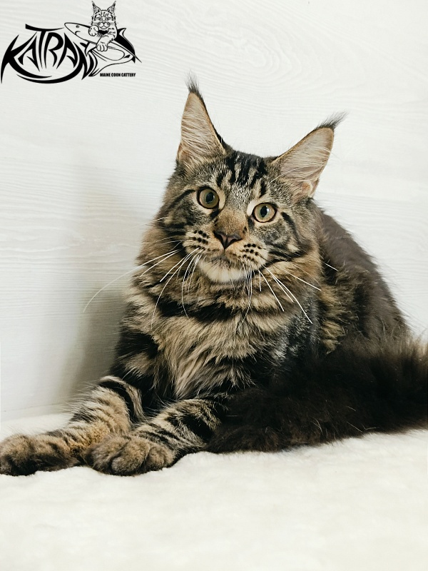 Katran Forest - Кошеня мейн-кун 5,5 місяців