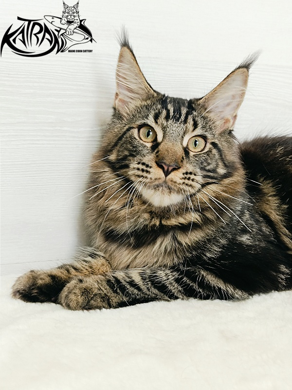 Katran Forest - Кошеня мейн-кун 5,5 місяців