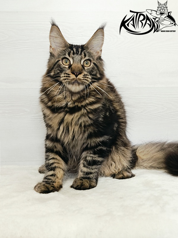 Katran Forest - Кошеня мейн-кун 5,5 місяців