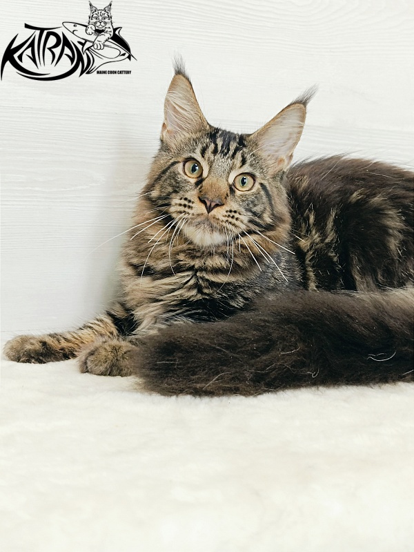 Katran Forest - Кошеня мейн-кун 5,5 місяців
