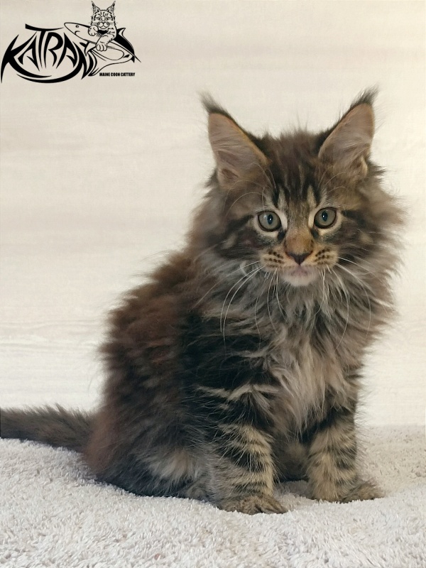 Katran Forest - Кошеня мейн-кун 2 місяця