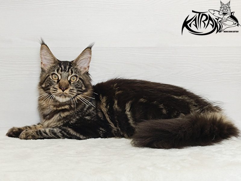 Katran Forest - Кошеня мейн-кун 5,5 місяців