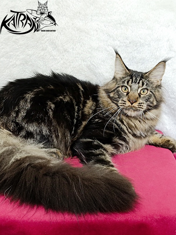 Katran Forest - Юніор мейн-кун 7 місяців