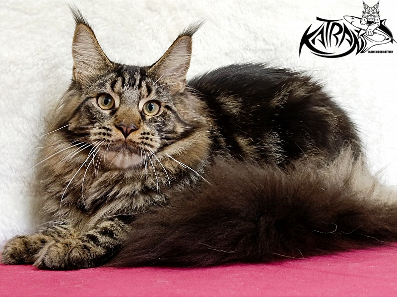 Katran Forest - Юніор мейн-кун 7 місяців