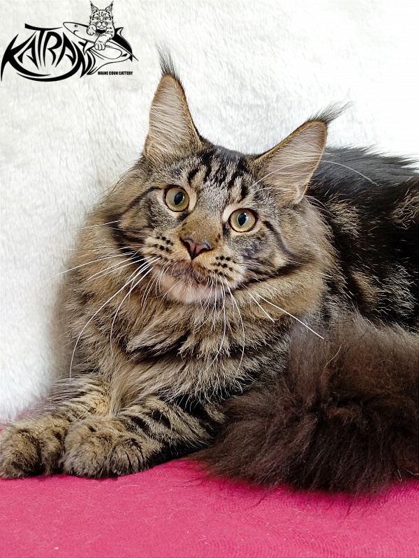 Katran Forest - Юніор мейн-кун 7 місяців