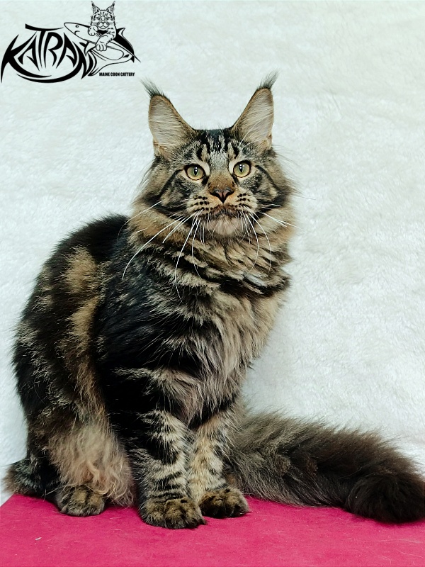 Katran Forest - Юніор мейн-кун 7 місяців